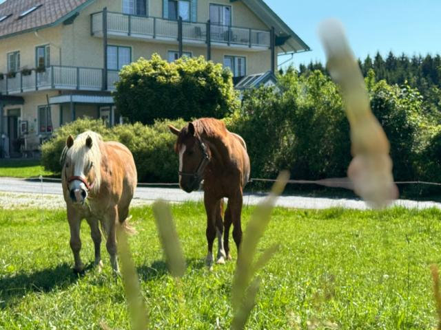 Das Leitner Home&Horse